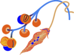 Garten 2